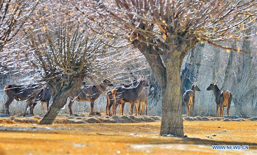 CHINA-TIBET-ANIMALS-WINTER HABITAT (CN)