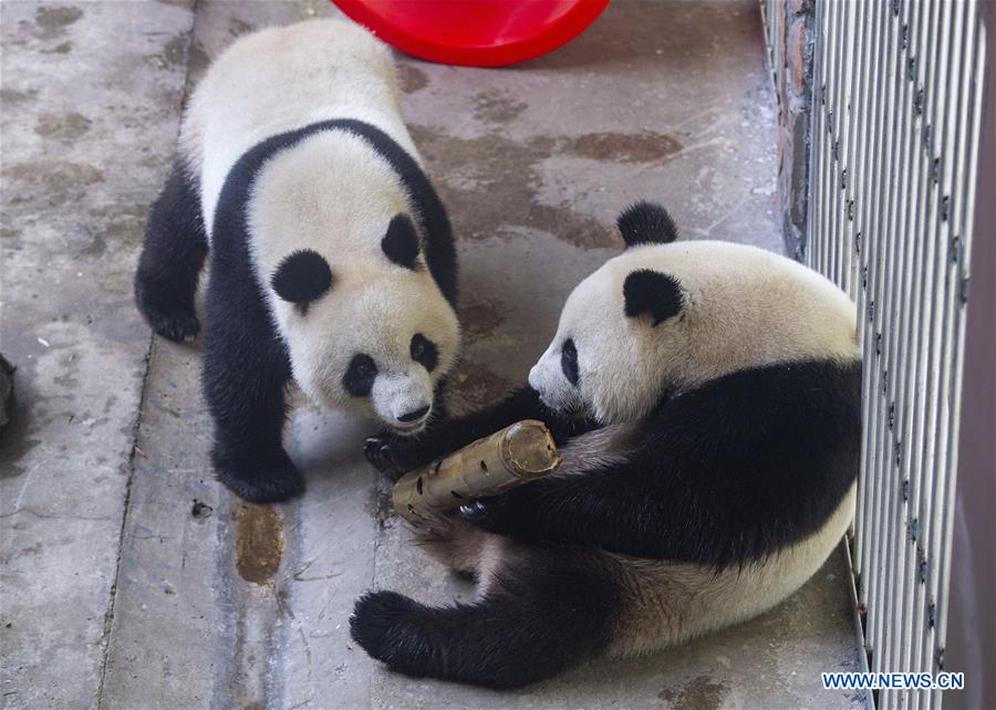 #CHINA-NANJING-GIANT PANDA TWINS-BIRTHDAY (CN)