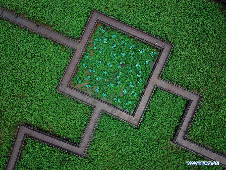 CHINA-GUIZHOU-DUSHAN-LOTUS FLOWERS (CN)