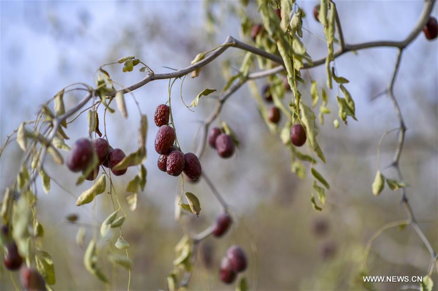 CHINA-XINJIANG-RUOQIANG-RED JUJUBE-HARVEST (CN)