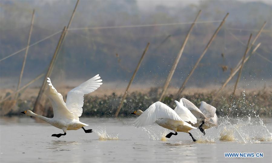CHINA-JIANGXI-FUHE RIVER-MIGRANT BIRD (CN)