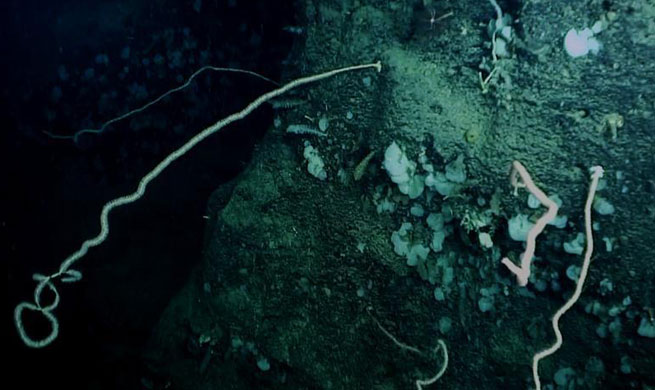 Scientists discover cold water coral on Ganquan plateau in South China Sea