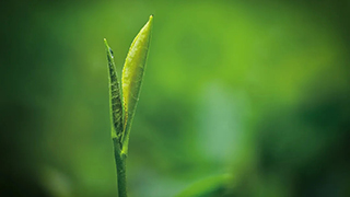 這片樹(shù)葉，改變了世界！