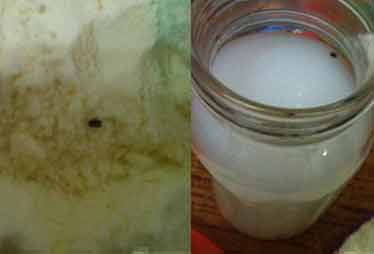 多美滋一包奶粉發(fā)現(xiàn)四只蟲(chóng) 客服稱(chēng)退貨難度大