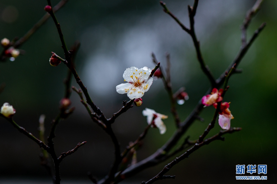 疏影橫斜，暗香浮動