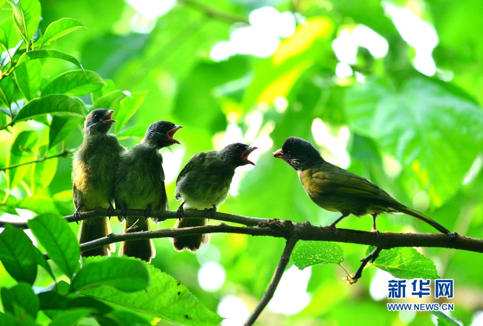 領(lǐng)雀嘴鵯育雛