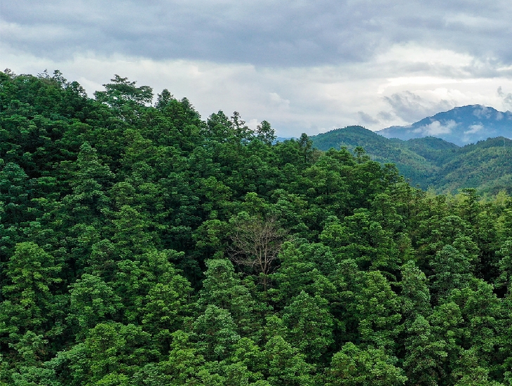 &ldquo;一顆杉木做到底&rdquo;洋口林場杉木育種科研團(tuán)隊(duì)