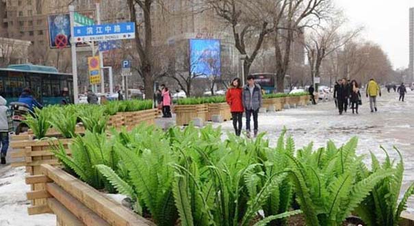吉林街頭安插&ldquo;油麥菜&rdquo;假花搞綠化