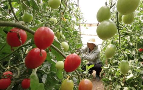 一個(gè)西紅柿從大棚到餐桌之&ldquo;旅&rdquo;