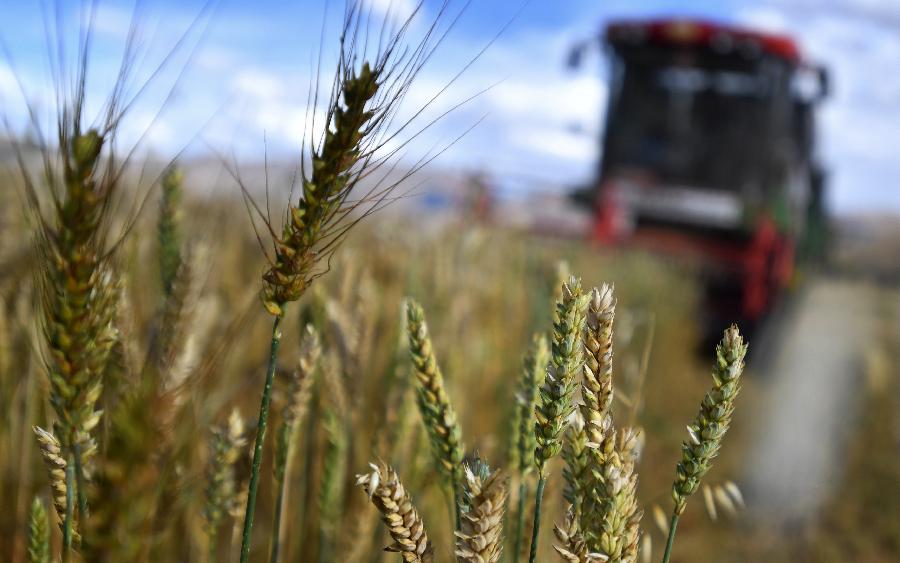 豐收的喜悅！看，各地秋收忙