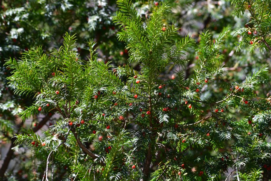 時(shí)隔40多年，我國再度發(fā)現(xiàn)珍稀瀕危植物密葉紅豆杉種群