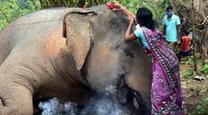 &ldquo;送別&rdquo;死去的象