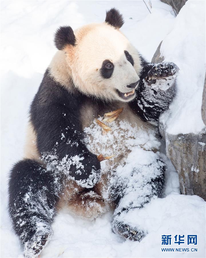 #（環(huán)境）（4）熊貓&ldquo;戲&rdquo;雪