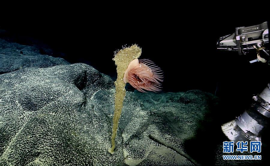 （圖文互動）（2）&ldquo;科學&rdquo;號在麥哲倫海山展開綜合調查