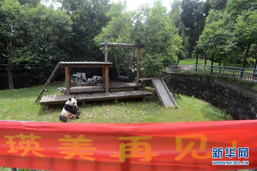 #（社會）（1）大熊貓&ldquo;瑛美&rdquo;告別揚州回家鄉(xiāng)四川