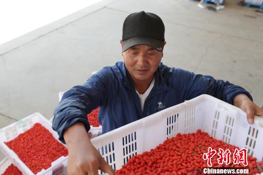 寧夏：枸杞產(chǎn)業(yè)幫助村民摘掉&ldquo;窮帽子&rdquo;