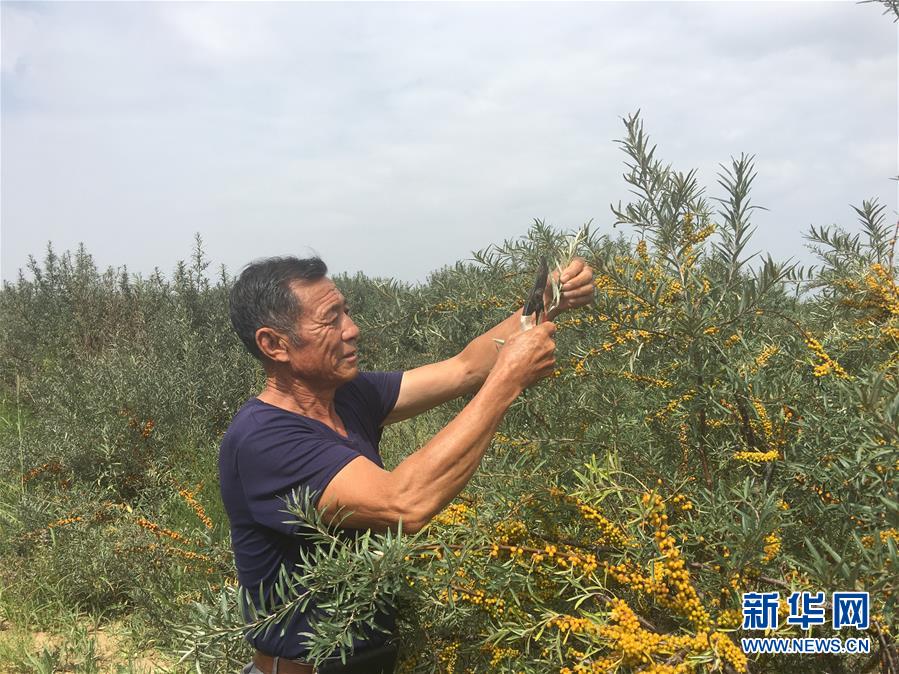 （新華全媒頭條&middot;在習(xí)近平新時代中國特色社會主義思想指引下&mdash;&mdash;新時代新作為新篇章&middot;圖文互動）（9）綠富同興畫卷在沙海中鋪展&mdash;&mdash;庫布其沙漠生態(tài)治理紀(jì)實