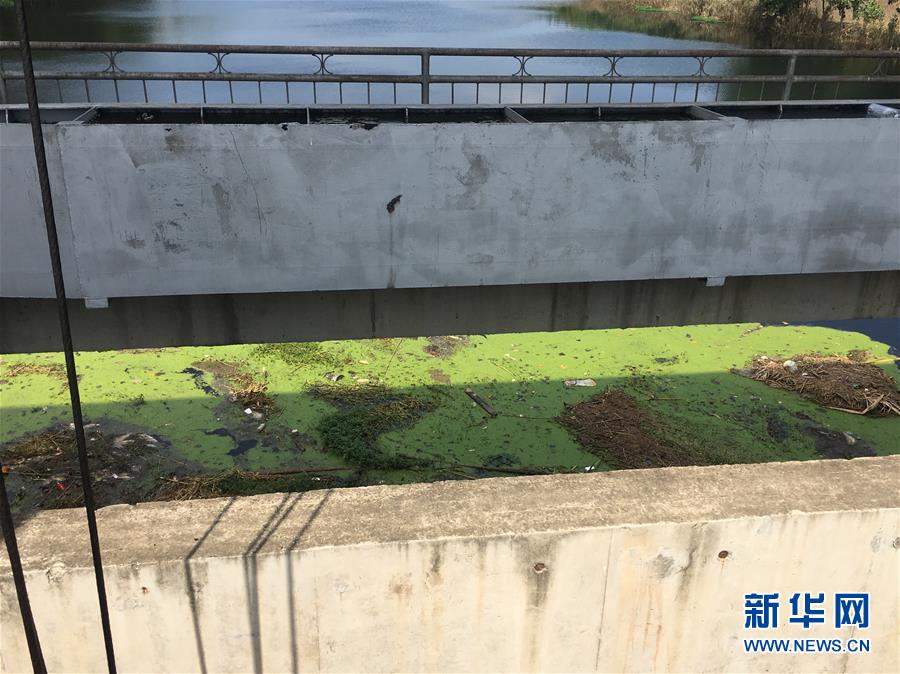 （新華視點&middot;圖文互動）（2）上游洪水來襲下游魚蟹死亡，泄洪為何變泄污？