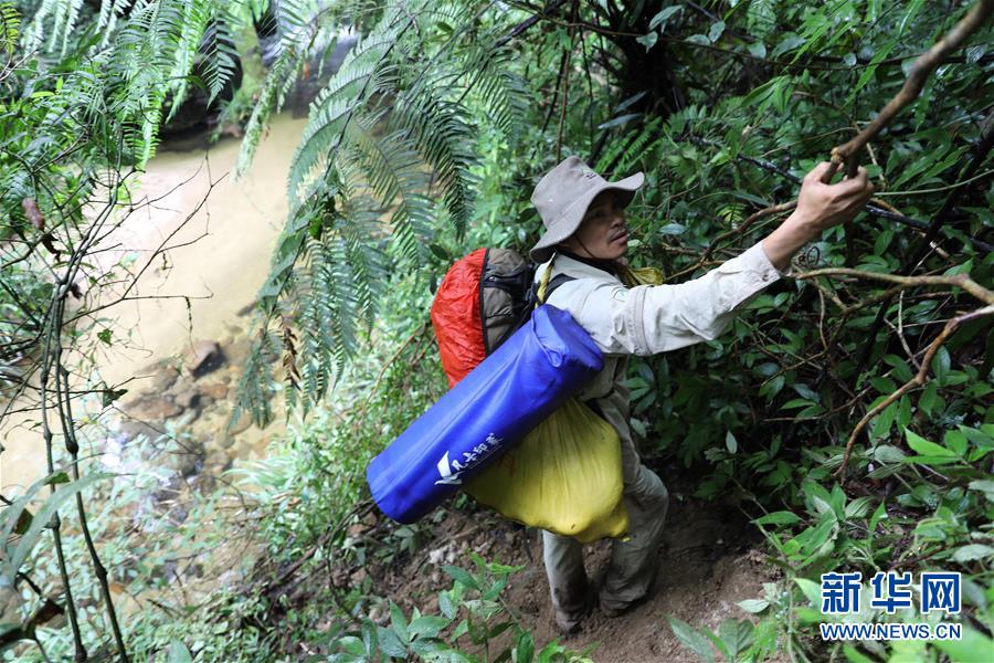 （新華全媒頭條&middot;圖文互動）（10）歸來的雨林 