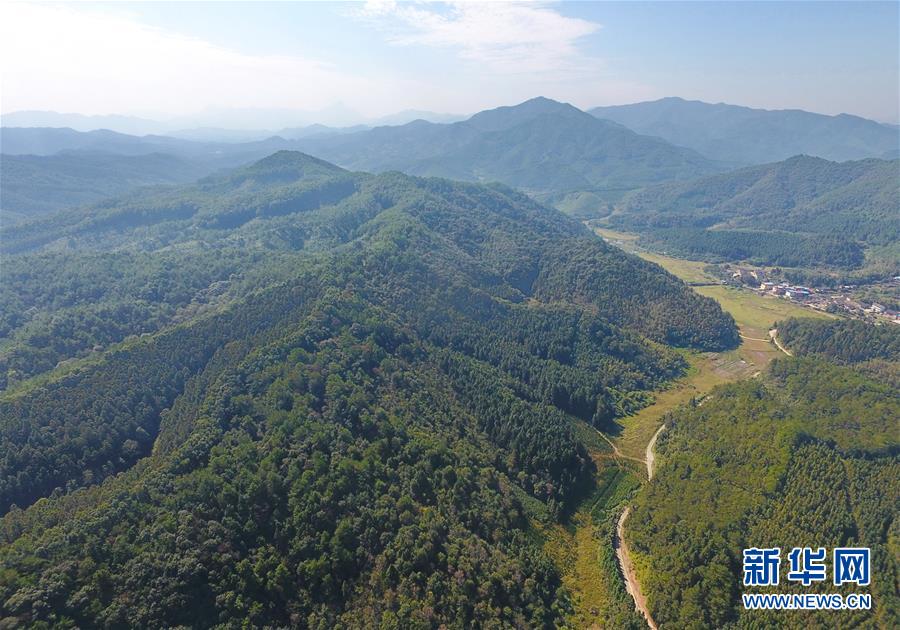 （在習(xí)近平新時(shí)代中國(guó)特色社會(huì)主義思想指引下&middot;慶祝改革開(kāi)放40周年&middot;綠色發(fā)展&middot;圖文互動(dòng)）（3）向陽(yáng)花木易為春&mdash;&mdash;綠色發(fā)展之&ldquo;木&rdquo;的故事