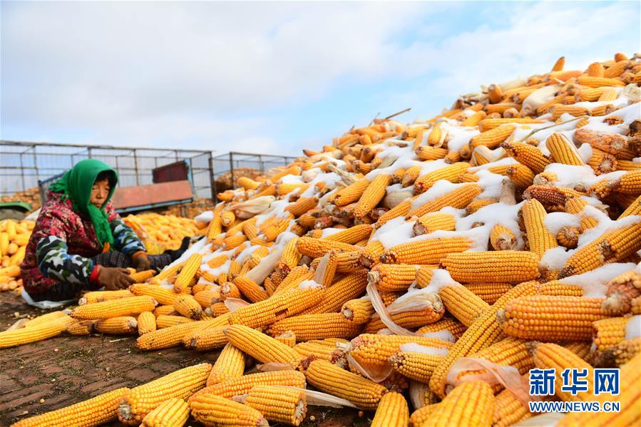 （在習(xí)近平新時(shí)代中國(guó)特色社會(huì)主義思想指引下&mdash;&mdash;新時(shí)代新作為新篇章&middot;鄉(xiāng)村振興戰(zhàn)略&middot;圖文互動(dòng)）（1）吉林榆樹(shù)：產(chǎn)糧&ldquo;冠軍縣&rdquo;大旱之年從容應(yīng)對(duì)減產(chǎn)考驗(yàn)