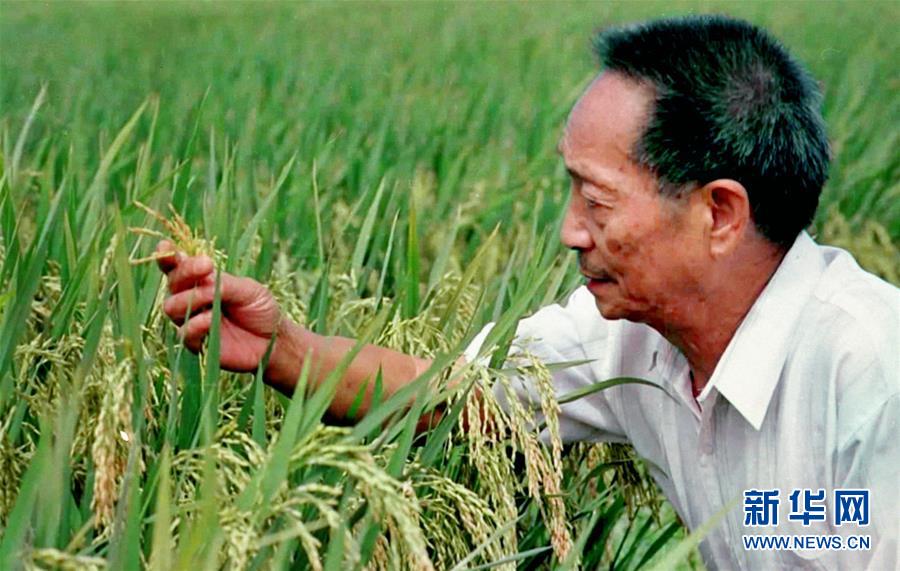 （改革先鋒風采&middot;圖文互動）（1）一顆稻谷的&ldquo;中國貢獻&rdquo;&mdash;&mdash;袁隆平的追夢路