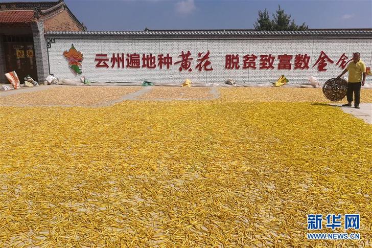 （在習(xí)近平新時代中國特色社會主義思想指引下&mdash;&mdash;新時代新作為新篇章&middot;鄉(xiāng)村振興戰(zhàn)略&middot;圖文互動）（2）一株忘憂草，萬家喜眉梢&mdash;&mdash;山西省大同市云州區(qū)黃花產(chǎn)業(yè)扶貧觀察