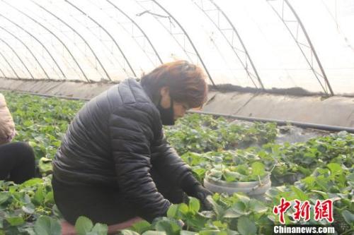 正值隆冬時(shí)節(jié)，山西省長(zhǎng)治市長(zhǎng)子縣天寒地凍，最低氣溫已有零下十幾度，當(dāng)?shù)氐氖卟舜笈飪?nèi)卻&ldquo;春意盎然&rdquo;、生機(jī)勃勃?！⊥蹙S寧 攝