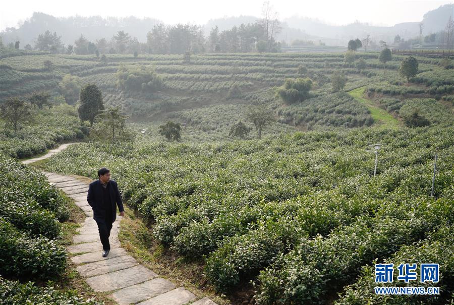 （在習(xí)近平新時(shí)代中國(guó)特色社會(huì)主義思想指引下&mdash;&mdash;新時(shí)代新作為新篇章&middot;鄉(xiāng)村振興戰(zhàn)略&middot;圖文互動(dòng)）（1）老支書(shū)王興強(qiáng)的新&ldquo;茶事&rdquo;