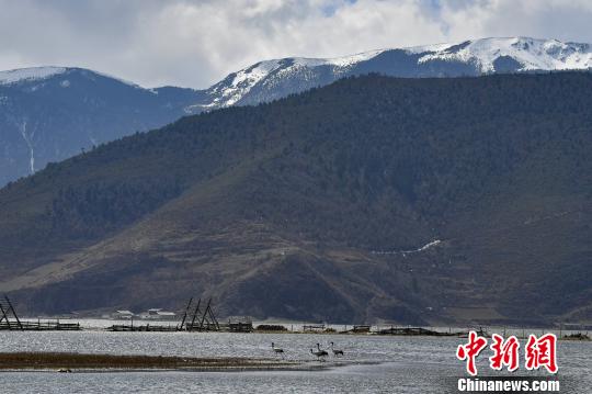 圖為在納帕海濕地棲息的候鳥?！⑷疥?攝