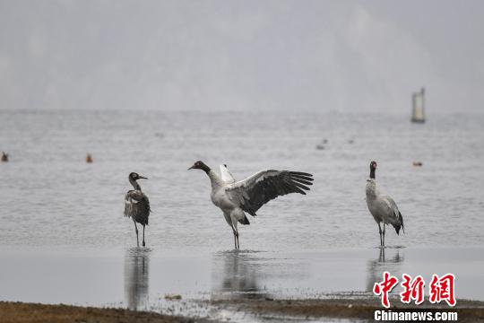圖為在納帕海濕地棲息的黑頸鶴?！⑷疥?攝