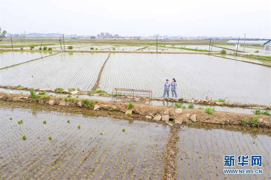 （在習(xí)近平新時(shí)代中國特色社會(huì)主義思想指引下&mdash;&mdash;新時(shí)代新作為新篇章&middot;圖文互動(dòng)）（1）大學(xué)生種田讓農(nóng)民&ldquo;老把式&rdquo;開了眼&mdash;&mdash;吉林長白山下的稻田新事