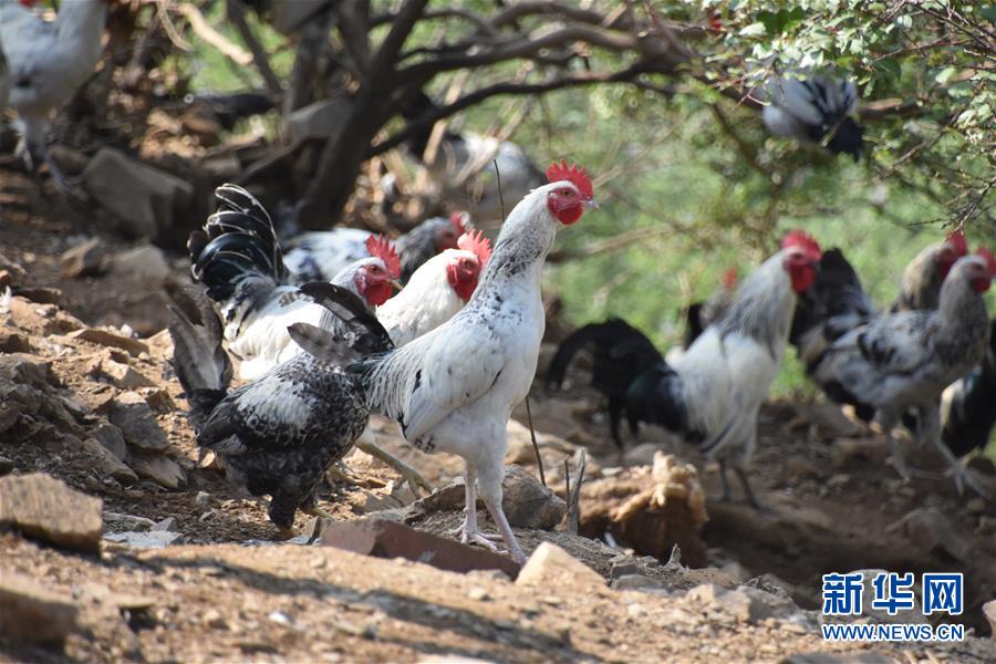 （圖文互動(dòng)）（1）&ldquo;退休創(chuàng)客&rdquo;的山鄉(xiāng)致富&ldquo;合作社&rdquo;