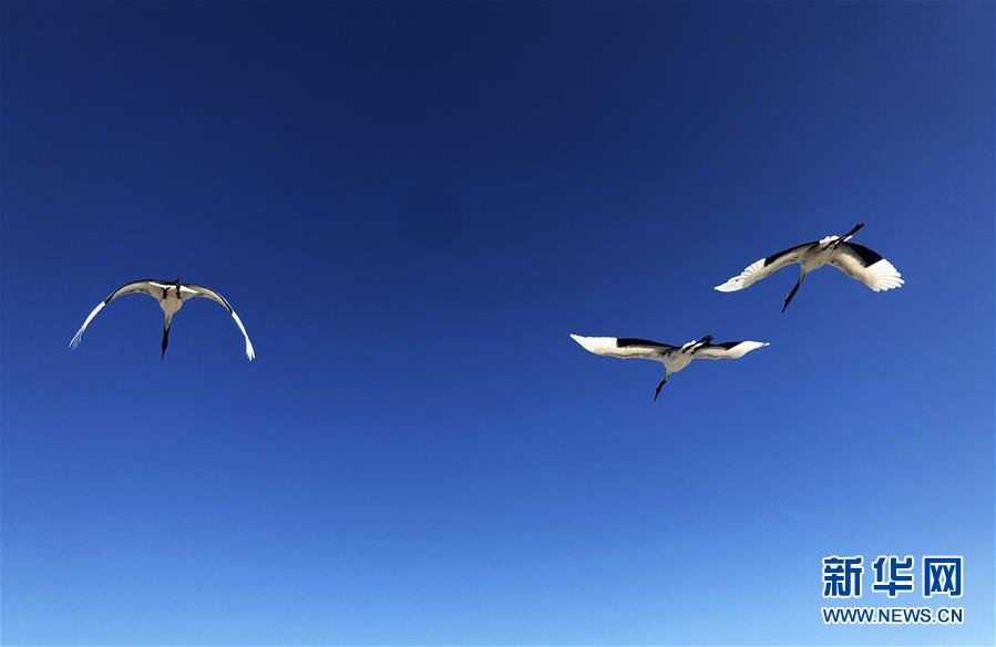 （在習(xí)近平新時(shí)代中國特色社會(huì)主義思想指引下&mdash;&mdash;新時(shí)代新作為新篇章&middot;圖文互動(dòng)）（3）從&ldquo;人鳥爭食&rdquo; 到&ldquo;人鶴和諧&rdquo;&mdash;&mdash;濕地生態(tài)保護(hù)的&ldquo;扎龍?zhí)剿?rdquo;