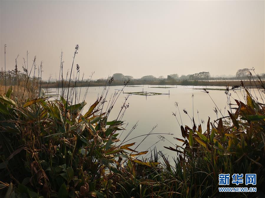 （新華全媒頭條&middot;圖文互動）（6）大湖見證&mdash;&mdash;長三角三大淡水湖綠色發(fā)展之路