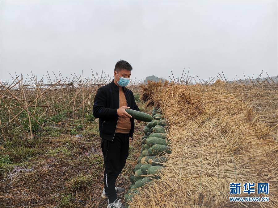 （聚焦疫情防控&middot;圖文互動）（1）&ldquo;得知要送武漢 凌晨出來摘菜&rdquo;&mdash;&mdash;中國&ldquo;南菜園&rdquo;廣西全力抗疫保供應(yīng)