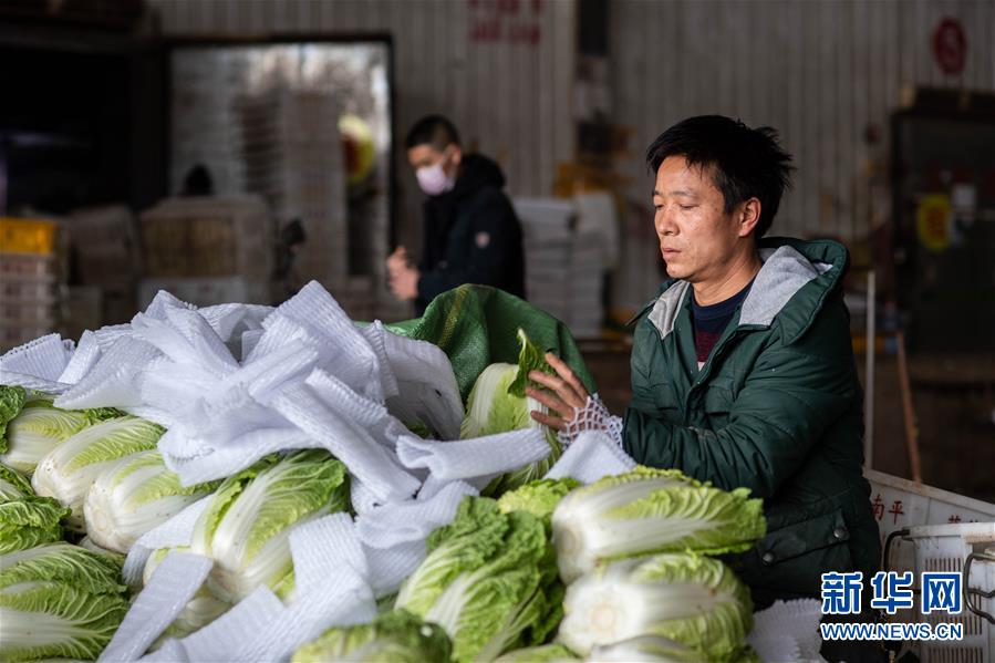 （抓好春耕備耕 穩(wěn)住農(nóng)業(yè)生產(chǎn)&middot;圖文互動）（2）&ldquo;栽種的是菜苗，收獲的是希望&rdquo;&mdash;&mdash;云南蔬菜集散地通?？h春耕見聞 