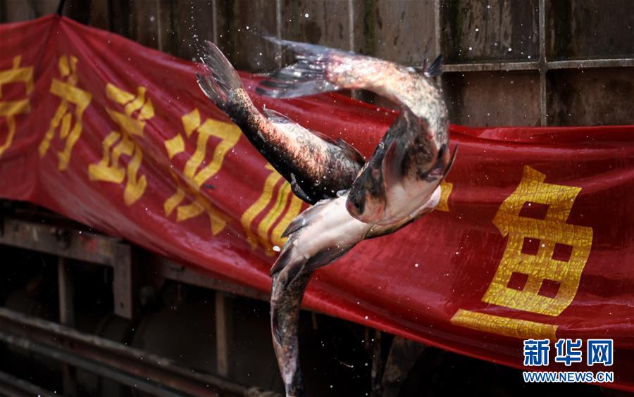 （聚焦疫情防控）（1）咸寧為武漢加&ldquo;魚(yú)&rdquo;