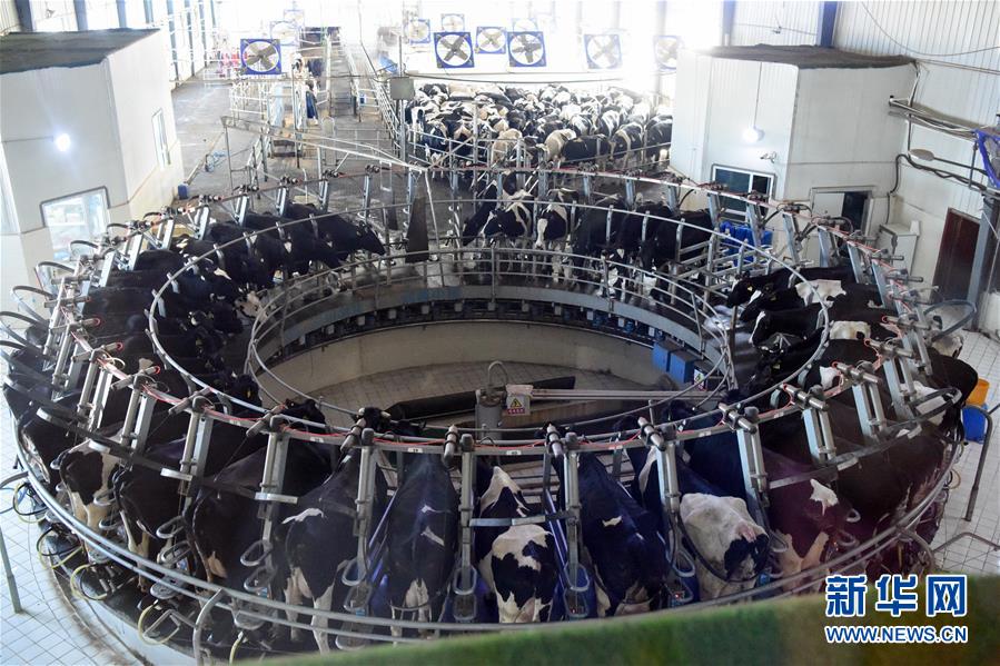 （圖文互動(dòng)）（2）烏魯木齊：實(shí)施&ldquo;哺育工程&rdquo; 23萬(wàn)余學(xué)齡前兒童免費(fèi)喝牛奶