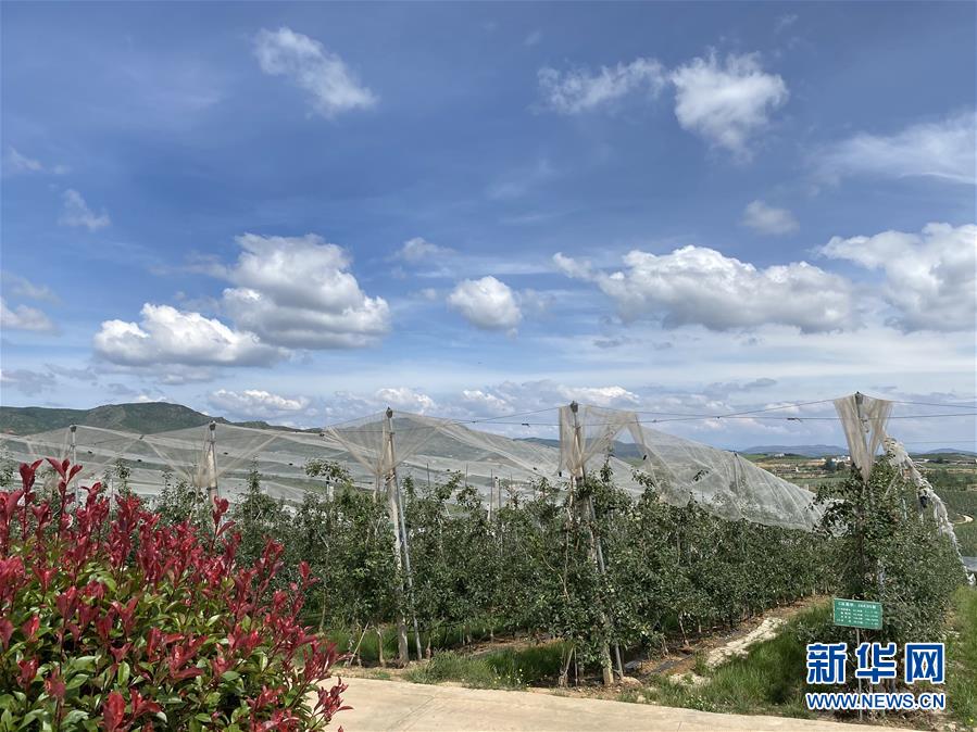 （決戰(zhàn)決勝脫貧攻堅(jiān)&middot;圖文互動(dòng)）（3）高原紅了，日子好了&mdash;&mdash;貴州海拔最高縣發(fā)展蘋果產(chǎn)業(yè)見聞
