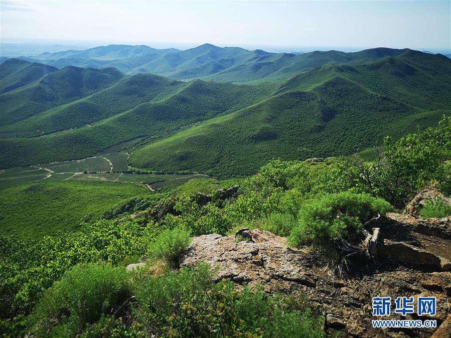 （決戰(zhàn)決勝脫貧攻堅&middot;圖文互動）（1）內(nèi)蒙古科右中旗：把準發(fā)展方向 &ldquo;楓馬牛&rdquo;可相及