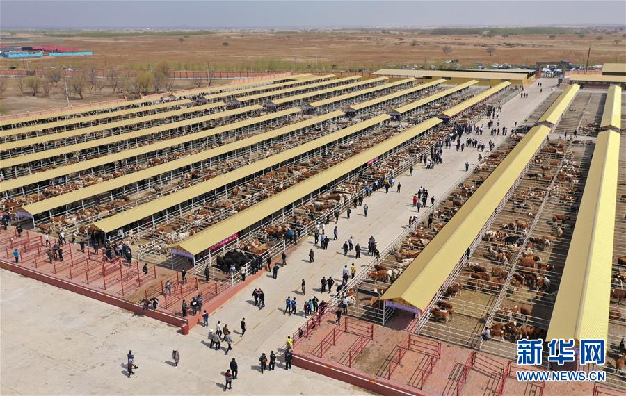 （決戰(zhàn)決勝脫貧攻堅&middot;圖文互動）（3）內(nèi)蒙古科右中旗：把準發(fā)展方向 &ldquo;楓馬牛&rdquo;可相及