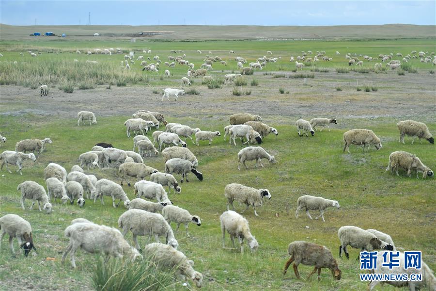 （走向我們的小康生活&middot;圖文互動(dòng)）（1）草原有了網(wǎng)，手機(jī)能放羊&mdash;&mdash;看呼倫貝爾大草原牧民生活變了樣 