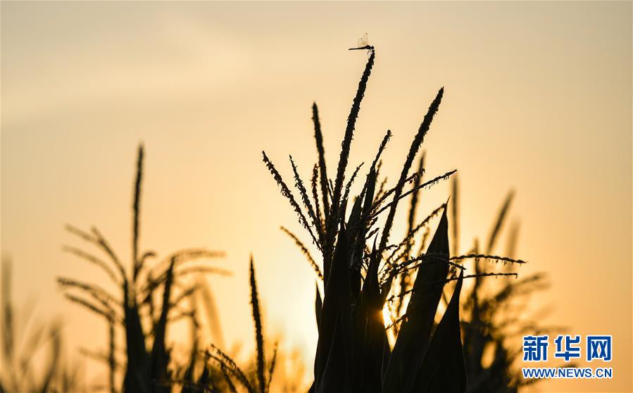 （在習(xí)近平新時代中國特色社會主義思想指引下&mdash;&mdash;新時代新作為新篇章&middot;習(xí)近平總書記關(guān)切事&middot;圖文互動）（1）為黑土加&ldquo;油&rdquo;&mdash;&mdash;&ldquo;耕地中的大熊貓&rdquo;，我們這樣保護(hù)