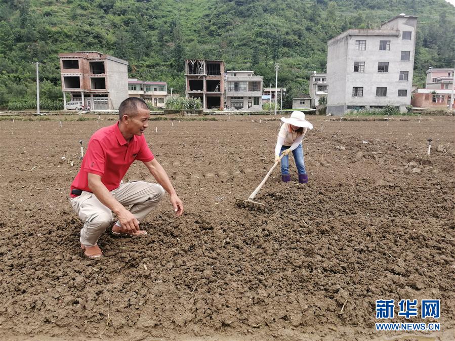 （決戰(zhàn)決勝脫貧攻堅(jiān)&middot;圖文互動）（2）貴州：農(nóng)業(yè)保險(xiǎn)&ldquo;花小錢&rdquo;保收入穩(wěn)市場