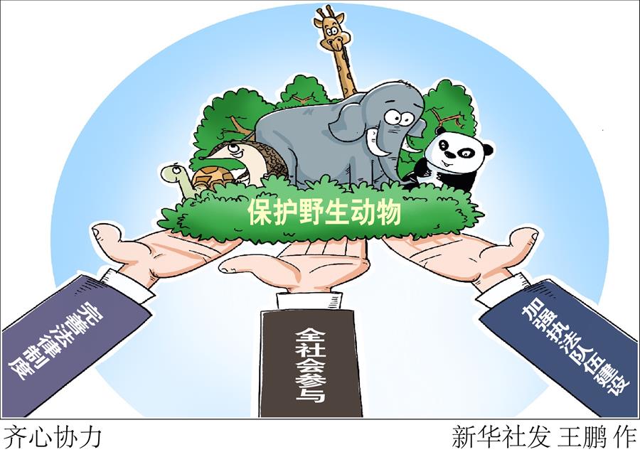 （圖表&middot;漫畫）［新華調(diào)查&middot;聚焦野生動物保護(hù)］齊心協(xié)力