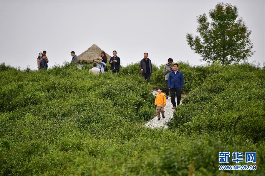 （走向我們的小康生活&middot;圖文互動）（7）綠了青山，紅了日子&mdash;&mdash;秦巴山區(qū)群眾繪出小康&ldquo;調(diào)色板&rdquo;