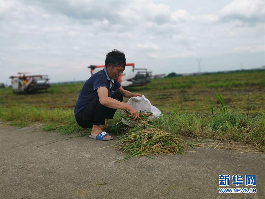 （新華視點&middot;聚焦餐桌外的浪費&middot;圖文互動）（1）顆粒歸倉為何難實現(xiàn)？我國糧食收割環(huán)節(jié)損失驚人