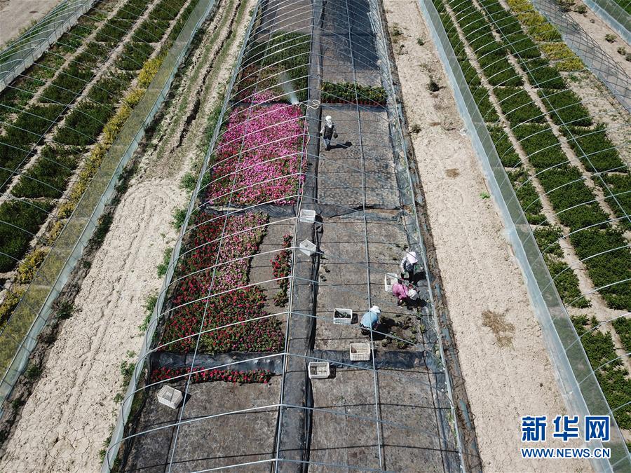 （新華全媒頭條&middot;走向我們的小康生活&middot;圖文互動）（1）&ldquo;苦甲&rdquo;不再，&ldquo;甘味&rdquo;綿長&mdash;&mdash;脫貧攻堅的甘肅味道