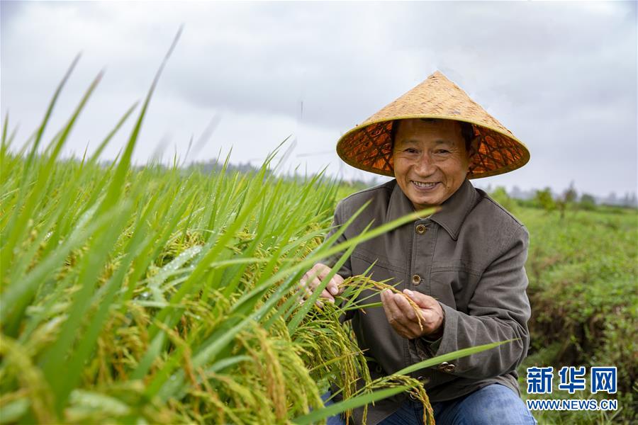 （中國農(nóng)民豐收節(jié)&middot;圖文互動）（1）&ldquo;洞庭米王&rdquo;豐收心曲：粒粒辛苦方有&ldquo;一粥一飯&rdquo;